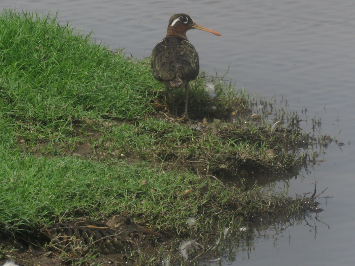 Greater Painted-Snipe - ML657705965
