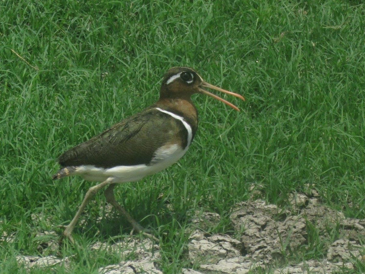 Greater Painted-Snipe - ML657705966