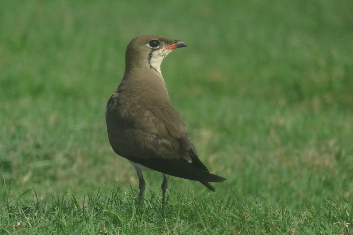 Collared Pratincole - ML657705976