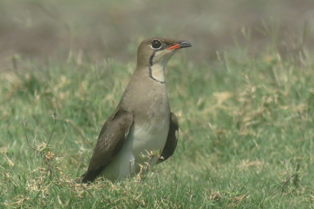Collared Pratincole - ML657705977