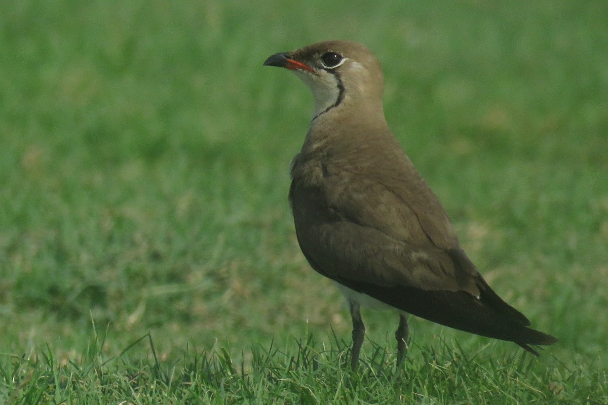 Collared Pratincole - ML657705978