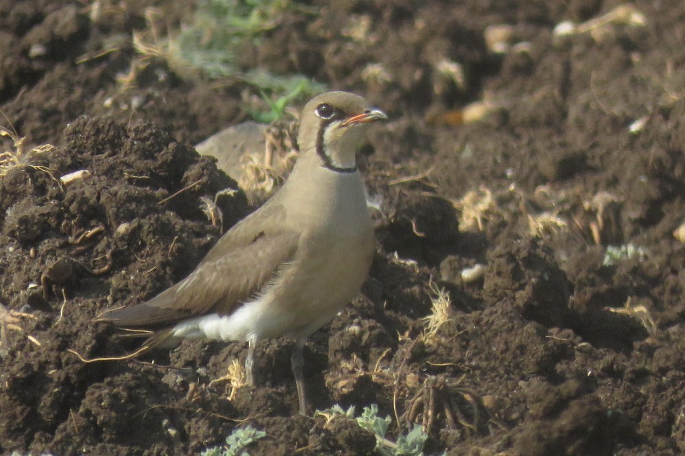 Oriental Pratincole - ML657705991