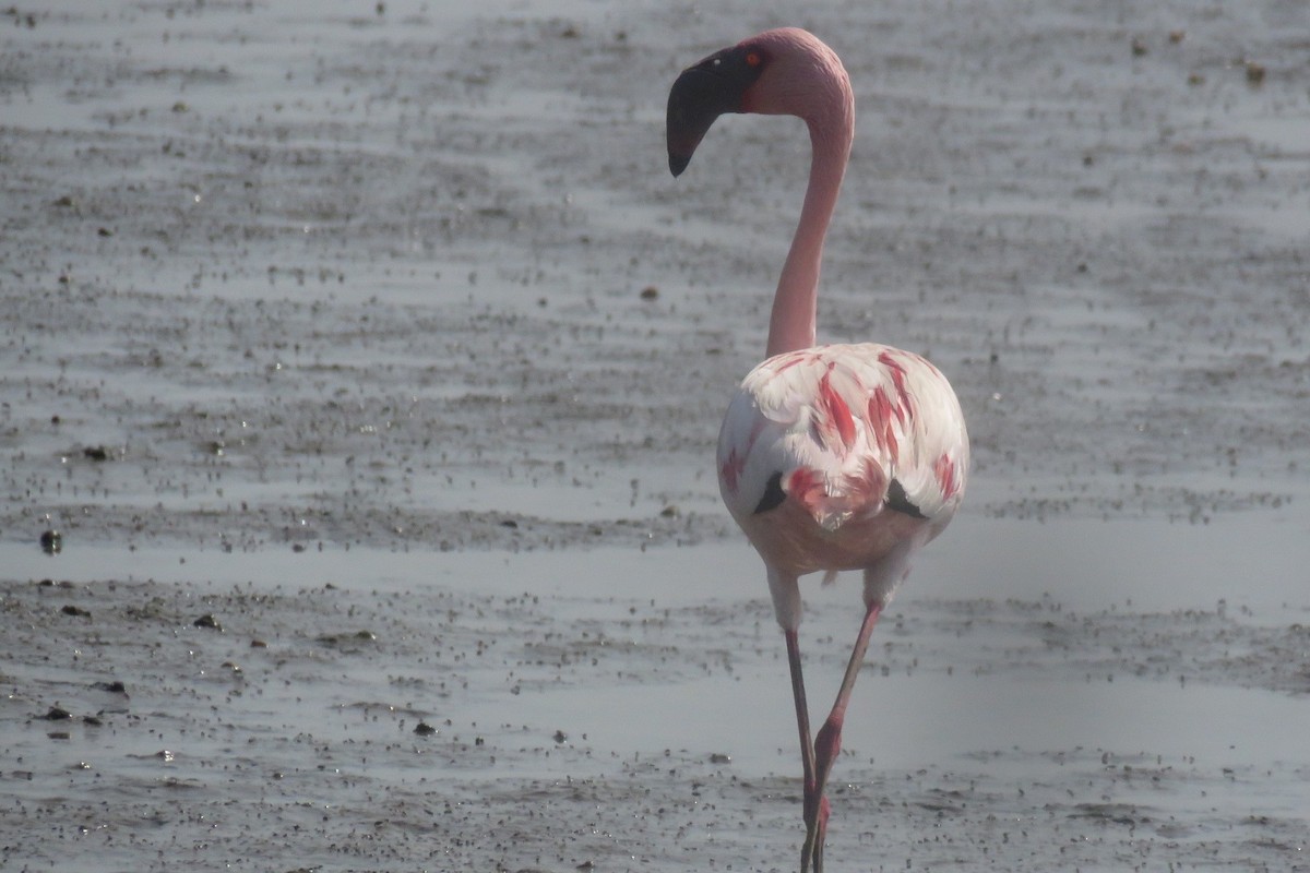 Lesser Flamingo - ML657706002