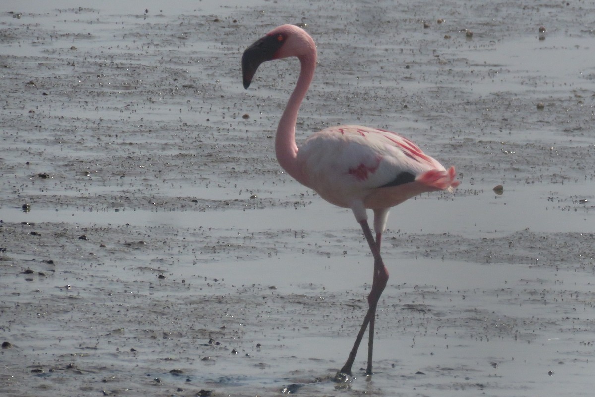 Lesser Flamingo - ML657706003