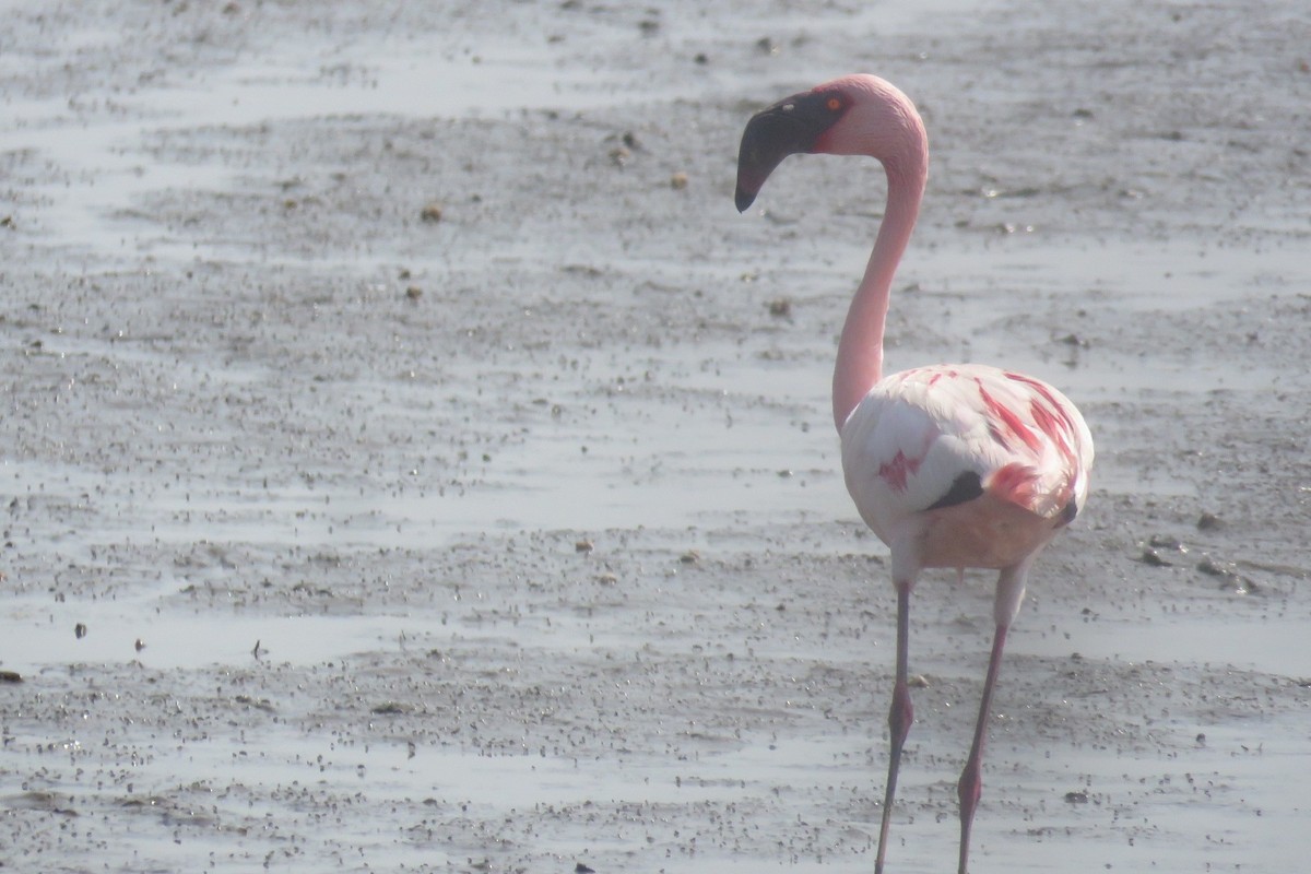 Lesser Flamingo - ML657706004