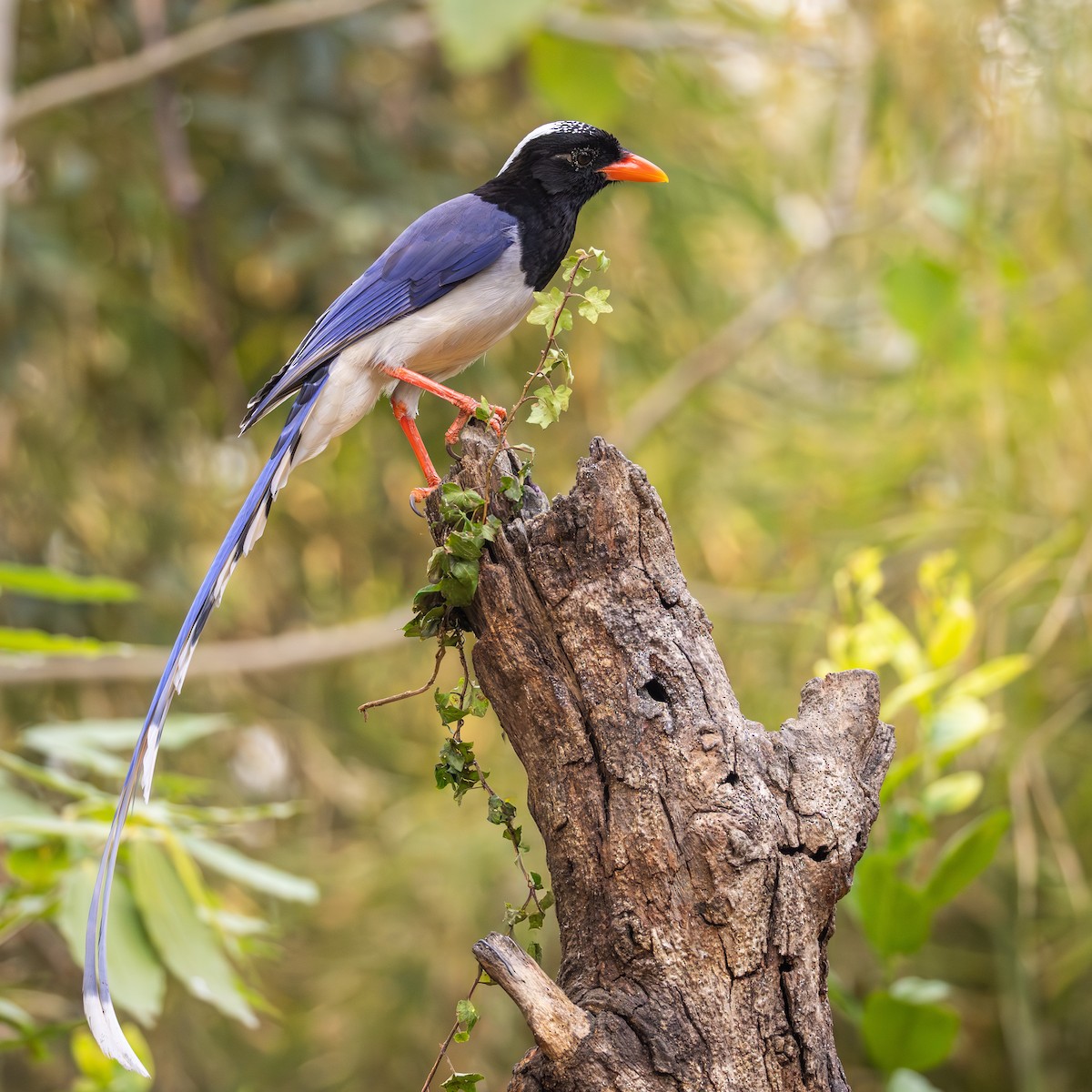 Red-billed Blue-Magpie - ML657706436