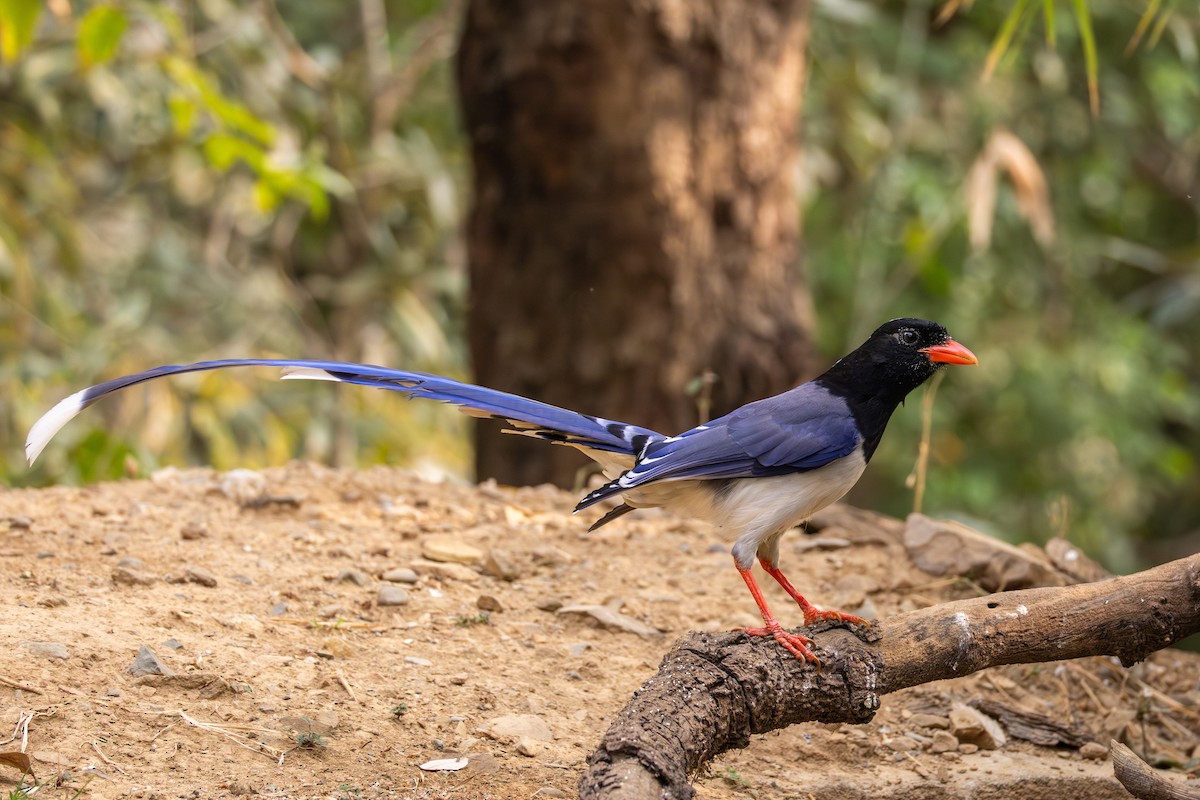 Red-billed Blue-Magpie - ML657706502