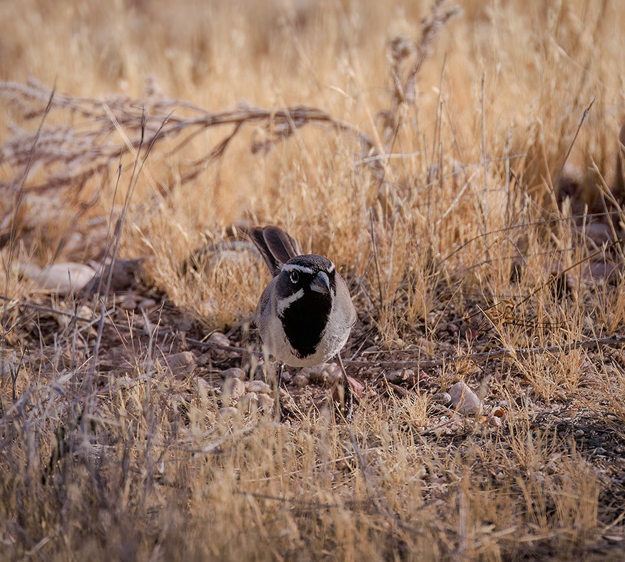 Black-throated Sparrow - ML657706613