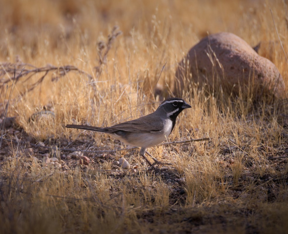Black-throated Sparrow - ML657706614