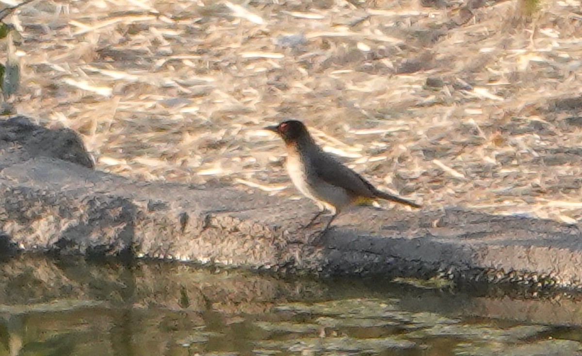 Black-fronted Bulbul - ML657706703