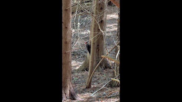 Pileated Woodpecker - ML657706821