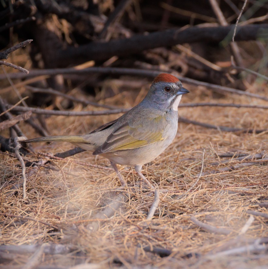 Green-tailed Towhee - ML657707058