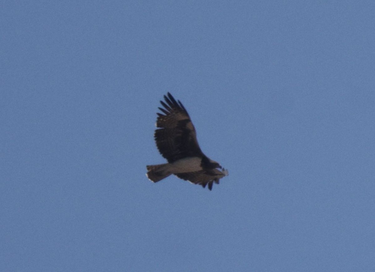 Águila Marcial - ML657708725