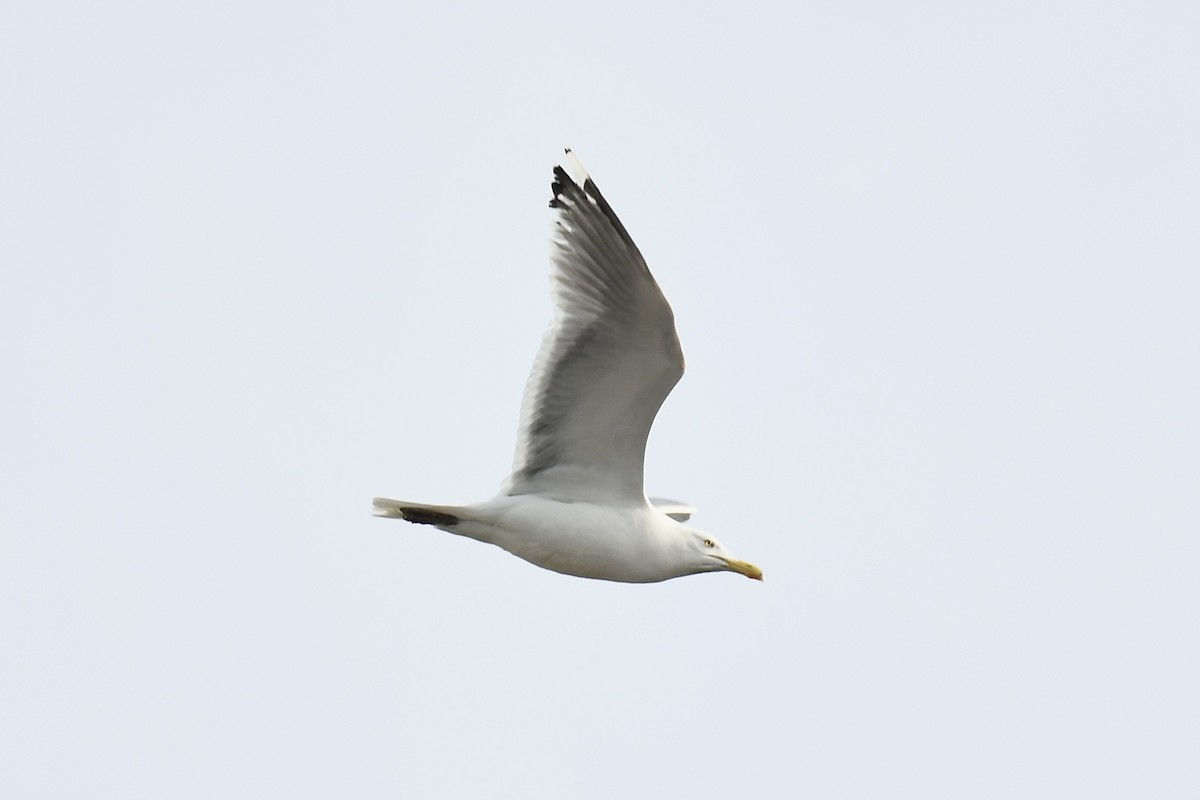 amerikagråmåke - ML657708897