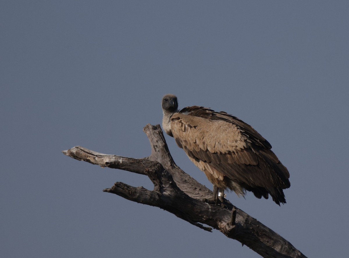 Buitre Dorsiblanco Africano - ML657708994
