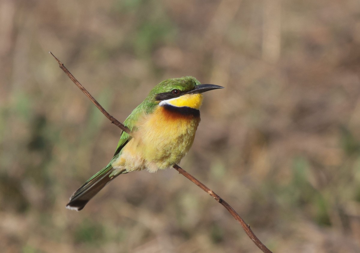 Abejaruco Variegado - ML657709149