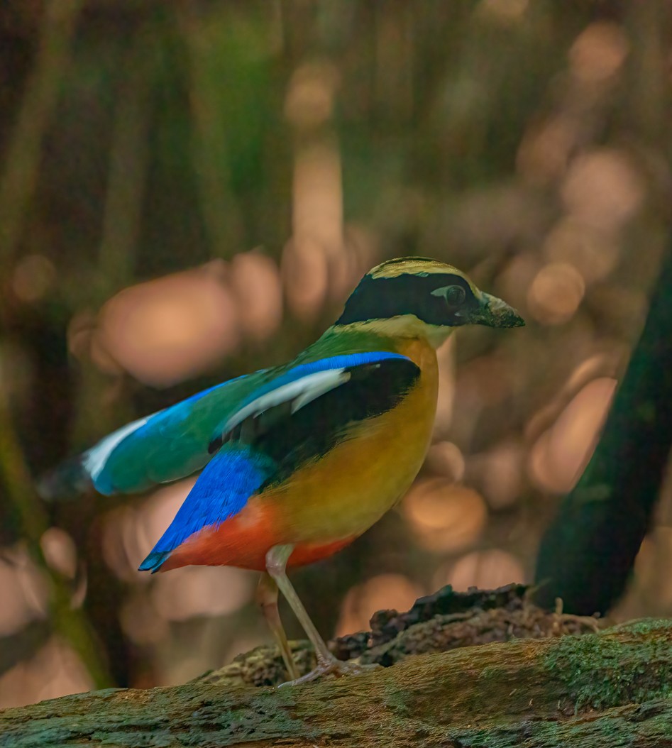 Pita Aliazul - ML657709727