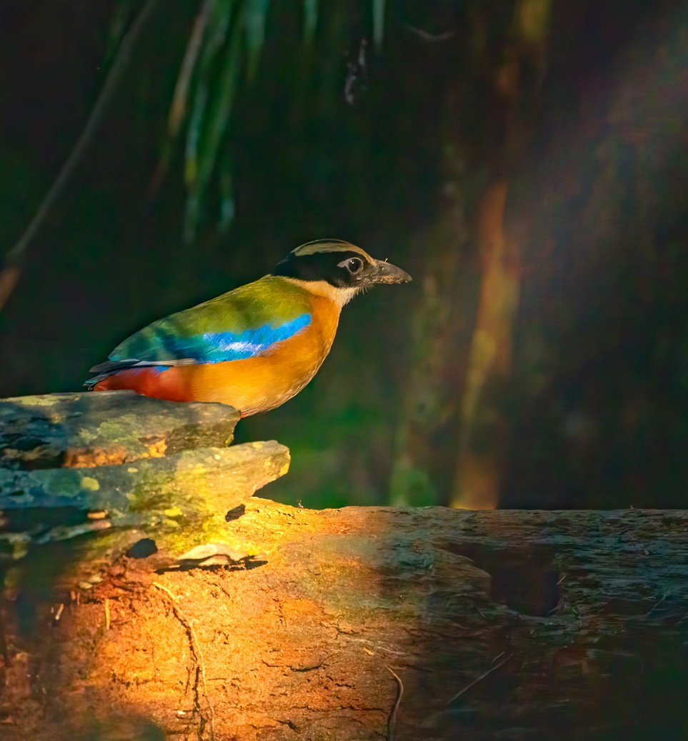 Pita Aliazul - ML657709729