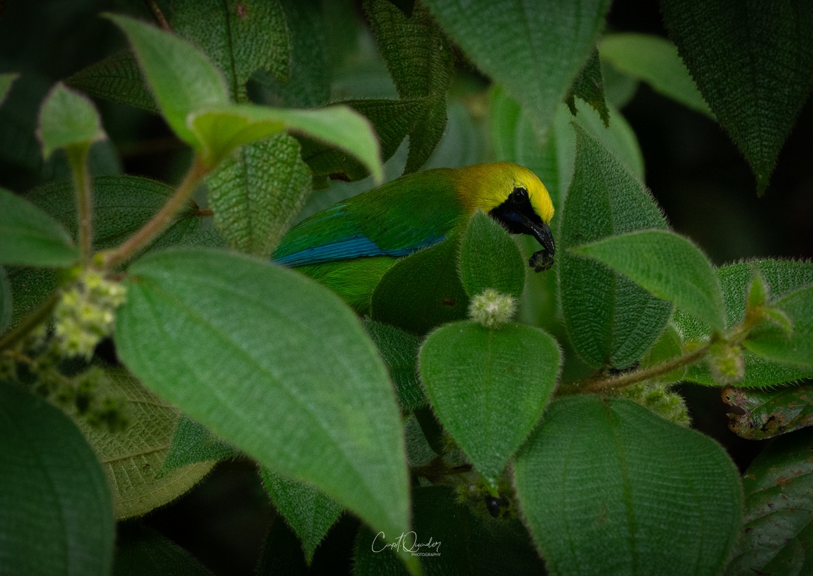 Verdín Aliazul - ML657709918