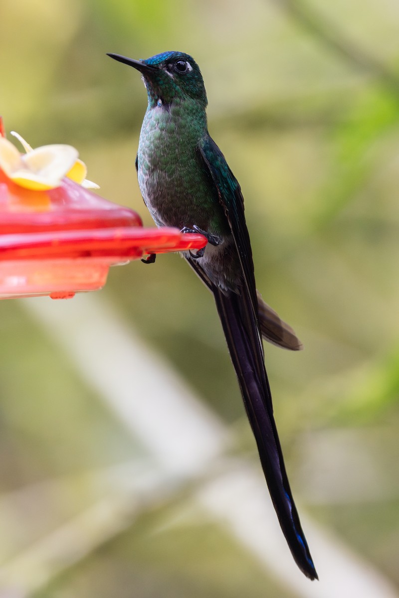 Long-tailed Sylph - ML657710717