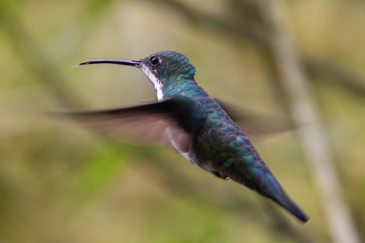 Black-throated Mango - ML657710735