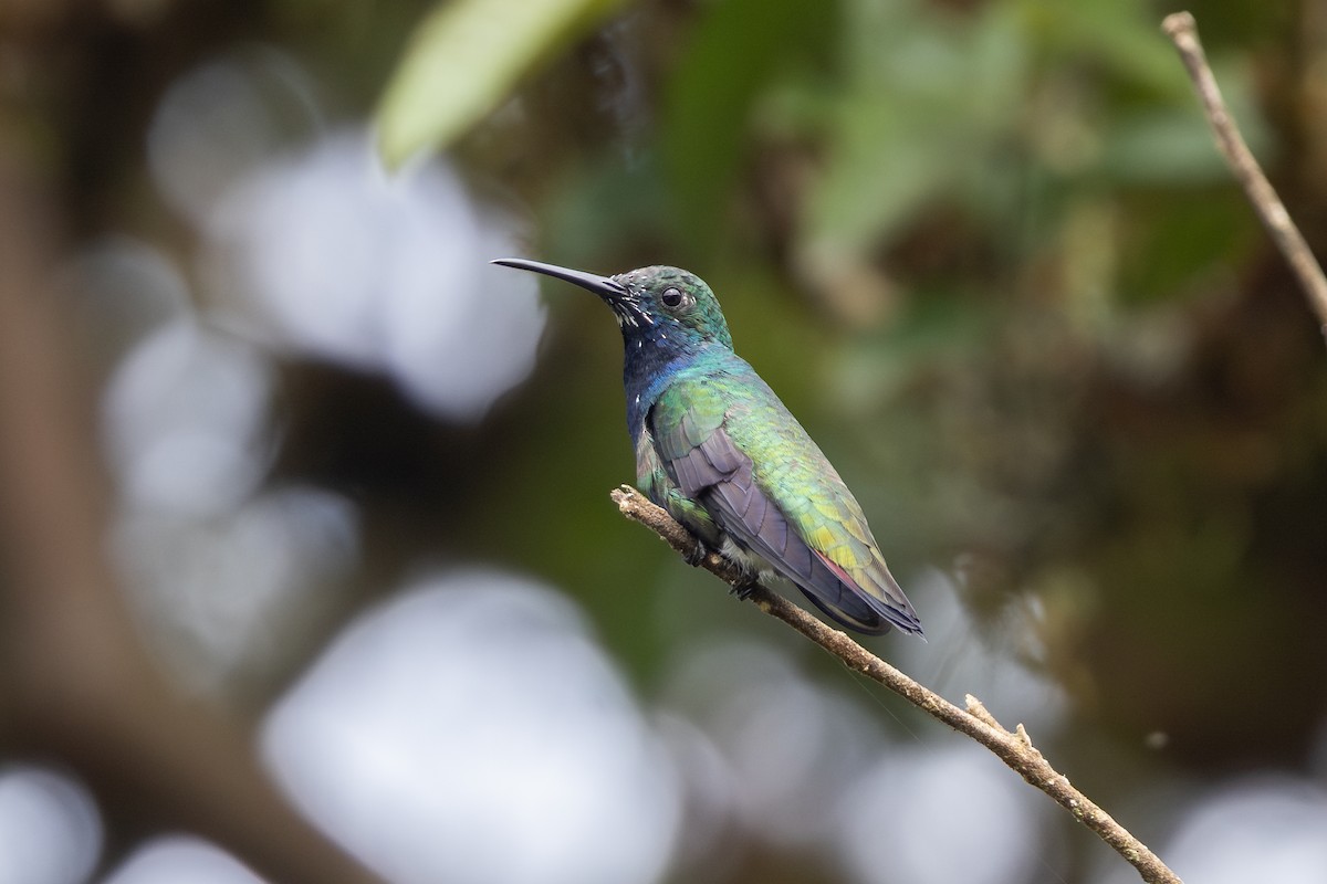 Golden-tailed Sapphire - ML657710783