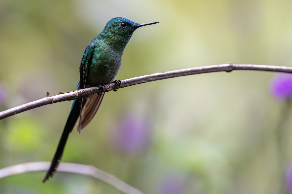 Long-tailed Sylph - ML657710789