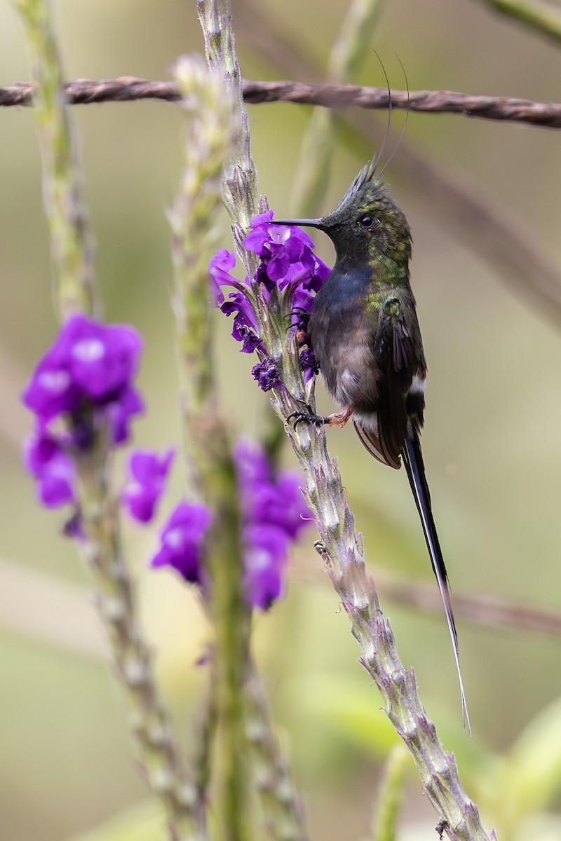 Wire-crested Thorntail - ML657710815