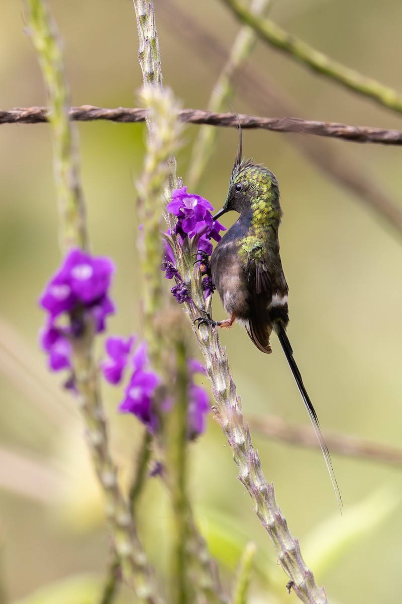 Wire-crested Thorntail - ML657710816