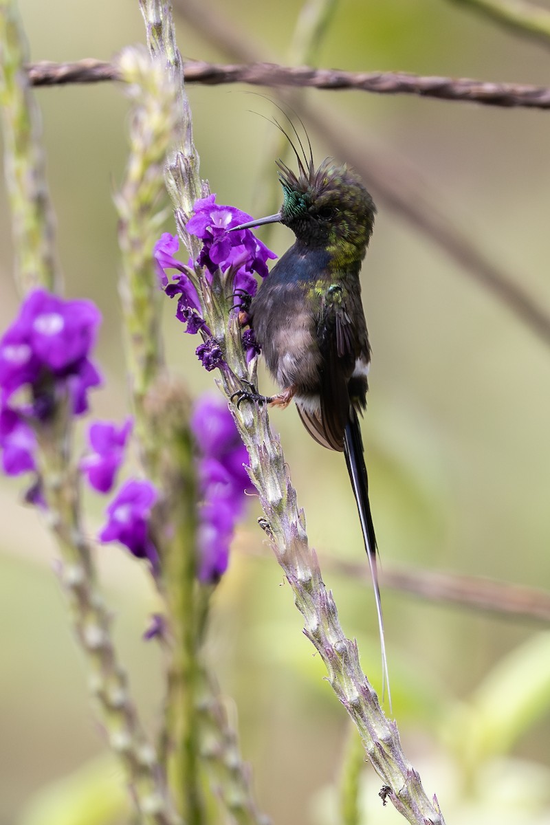Wire-crested Thorntail - ML657710817