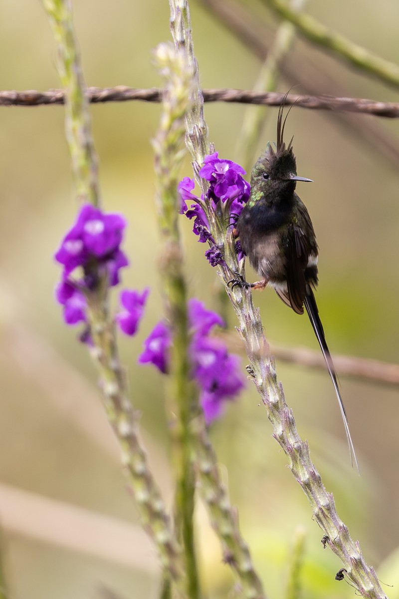 Wire-crested Thorntail - ML657710818