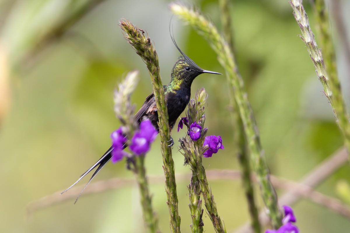 Wire-crested Thorntail - ML657710819