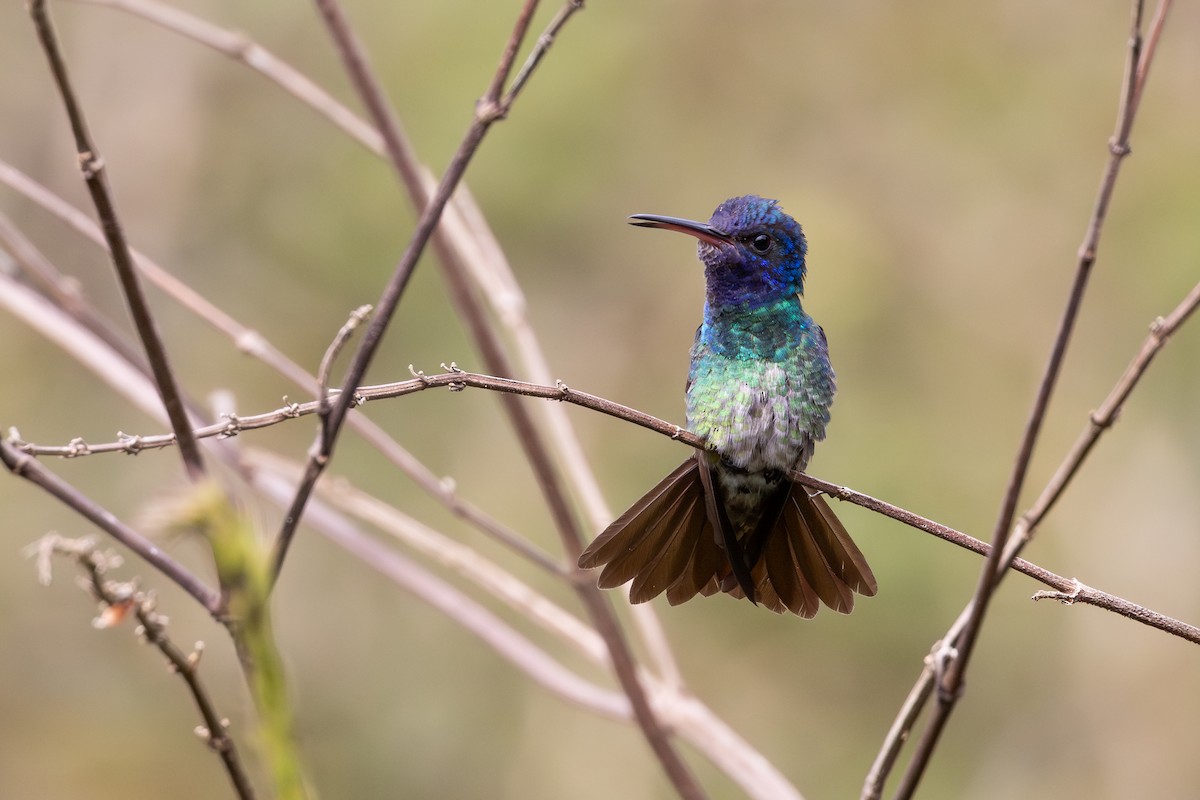Golden-tailed Sapphire - ML657710827