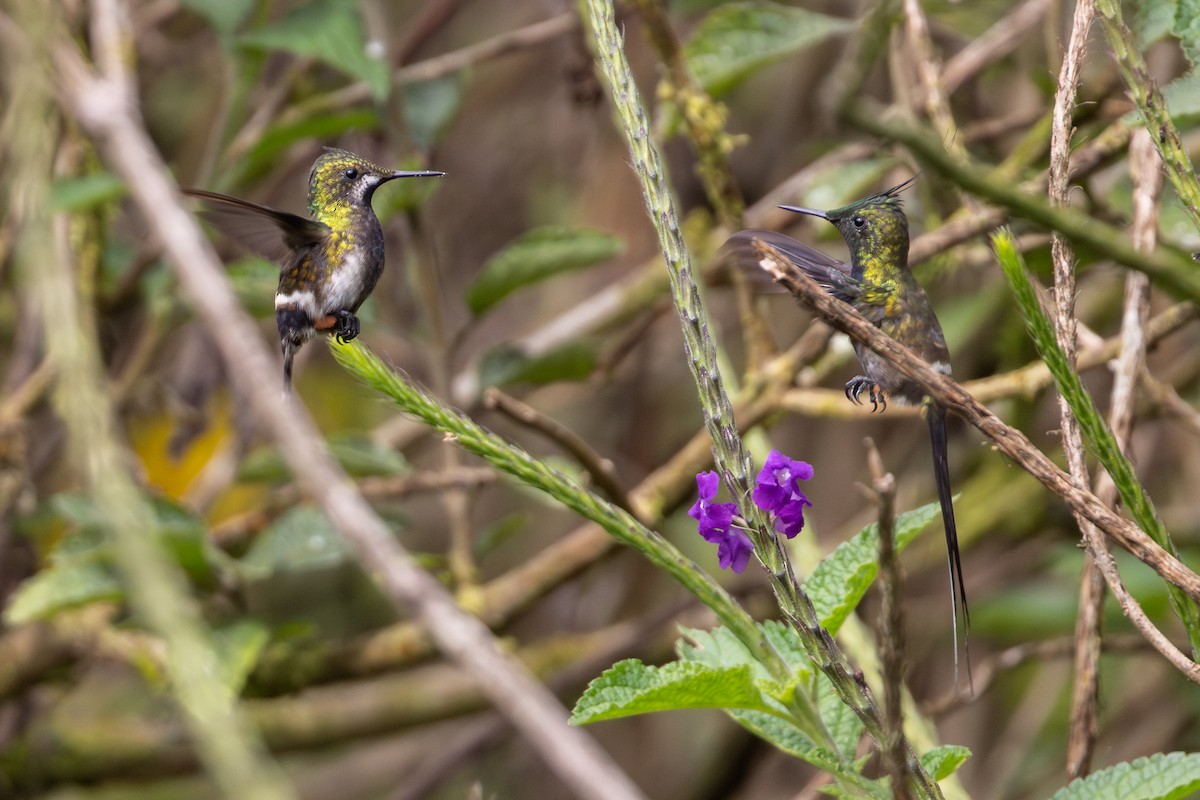 Wire-crested Thorntail - ML657710836