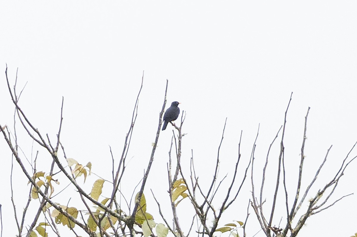 Pale-eyed Thrush - ML657711308