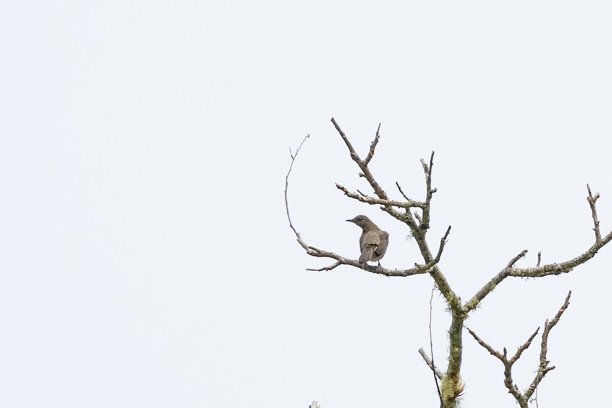 Black-billed Thrush - ML657711326