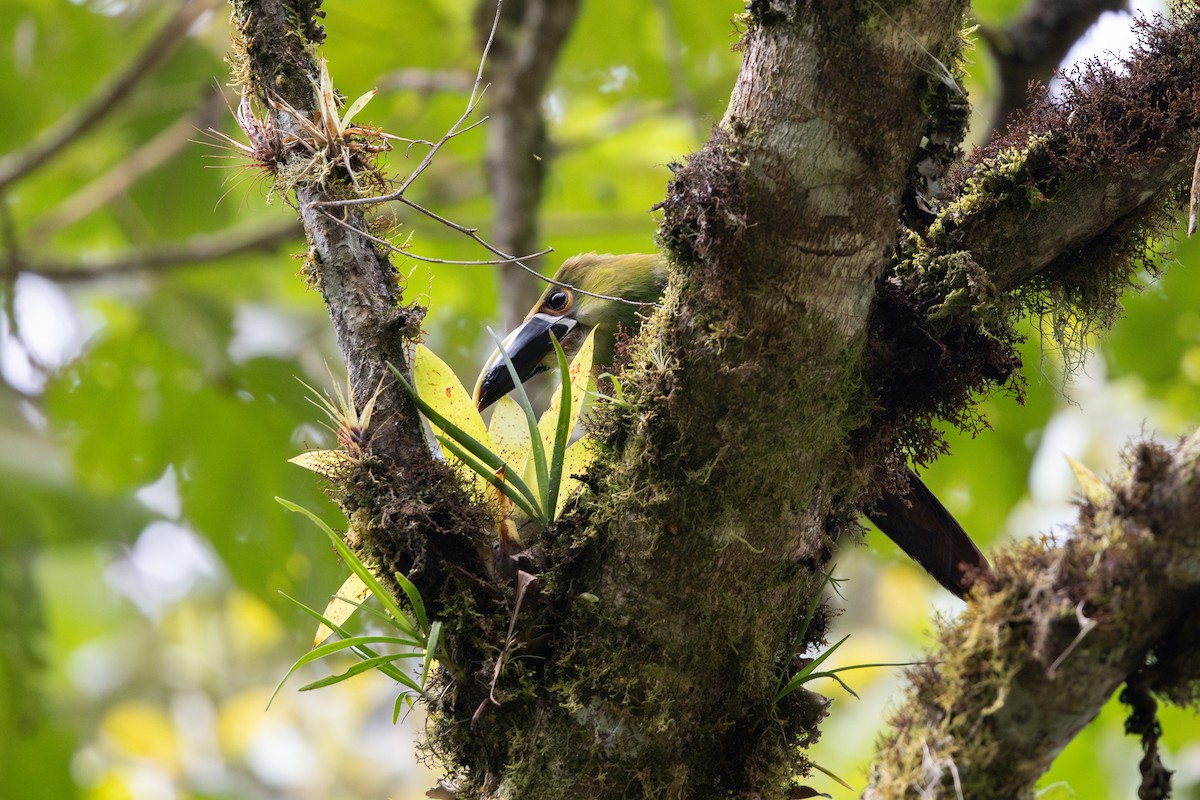 Southern Emerald-Toucanet (Andean) - ML657711347