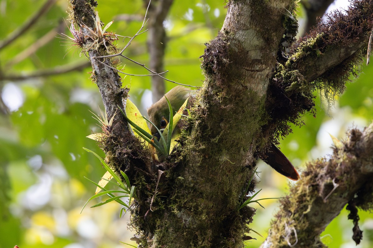 Southern Emerald-Toucanet (Andean) - ML657711348