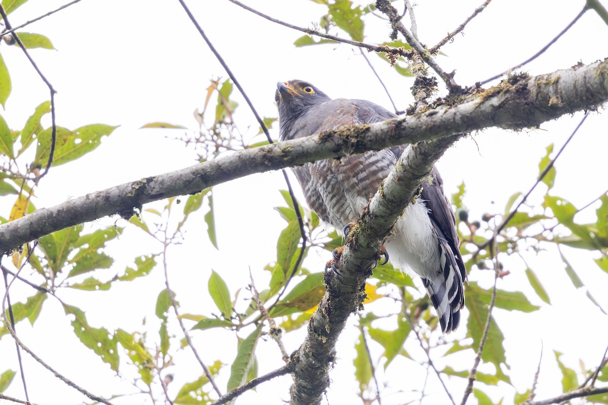 Roadside Hawk (Northern) - ML657711352