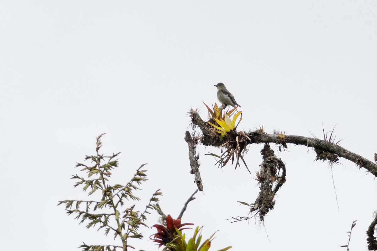 Olive-sided Flycatcher - ML657711357