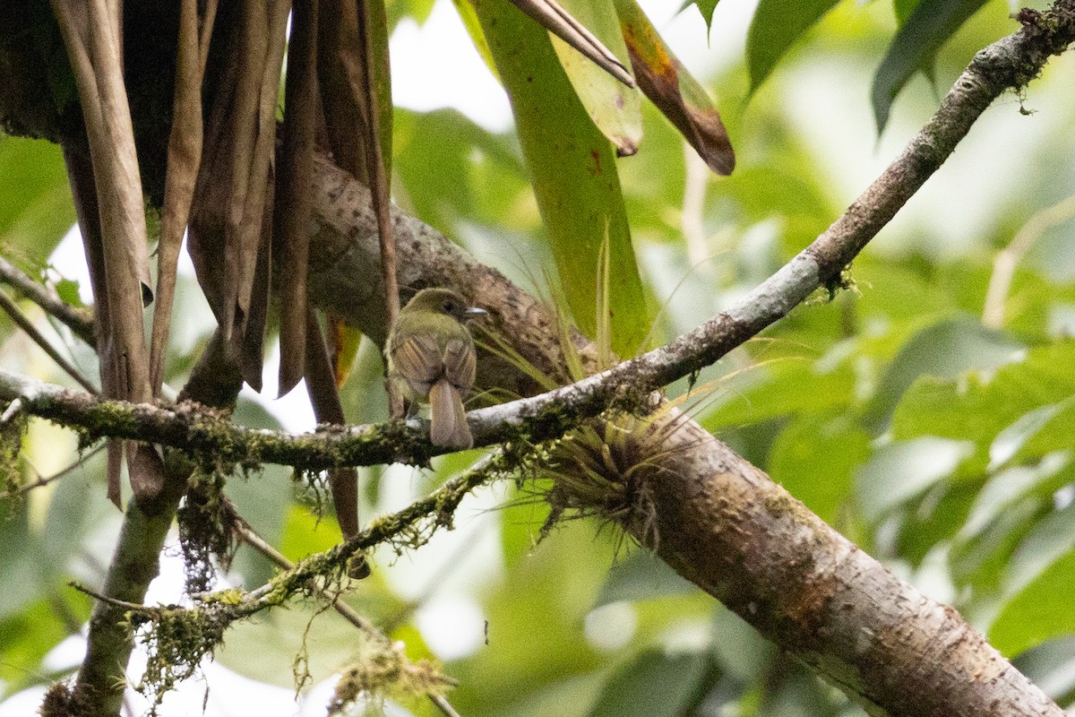 Fulvous-breasted Flatbill - ML657711376