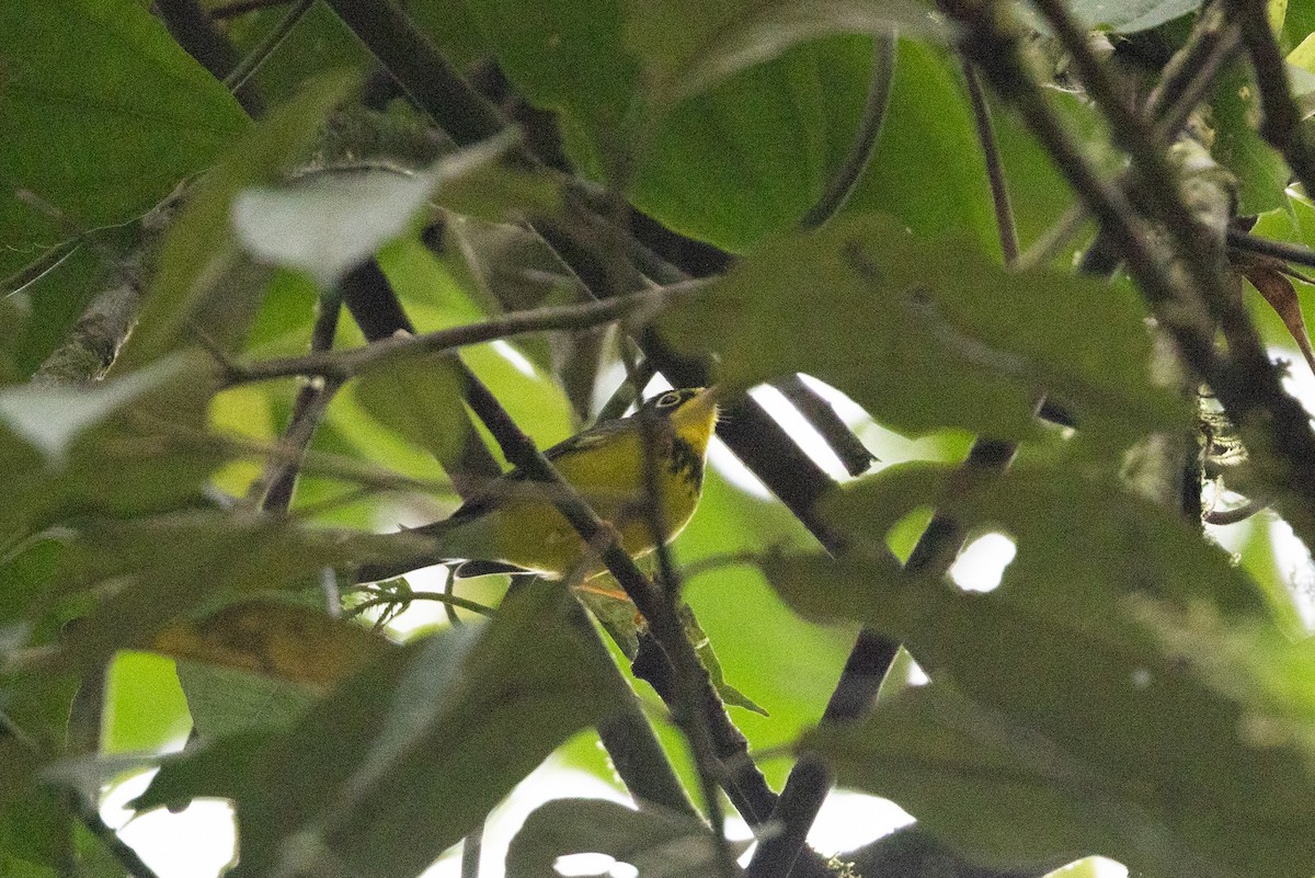 Canada Warbler - ML657711417