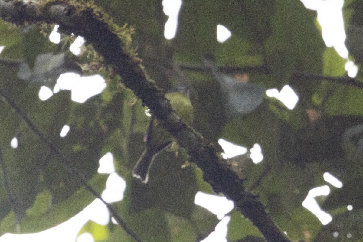 Rufous-breasted Flycatcher - ML657711429