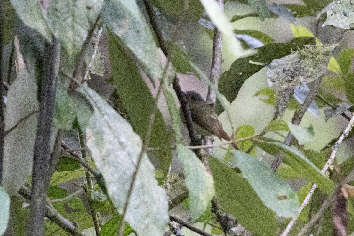 Rufous-breasted Flycatcher - ML657711449