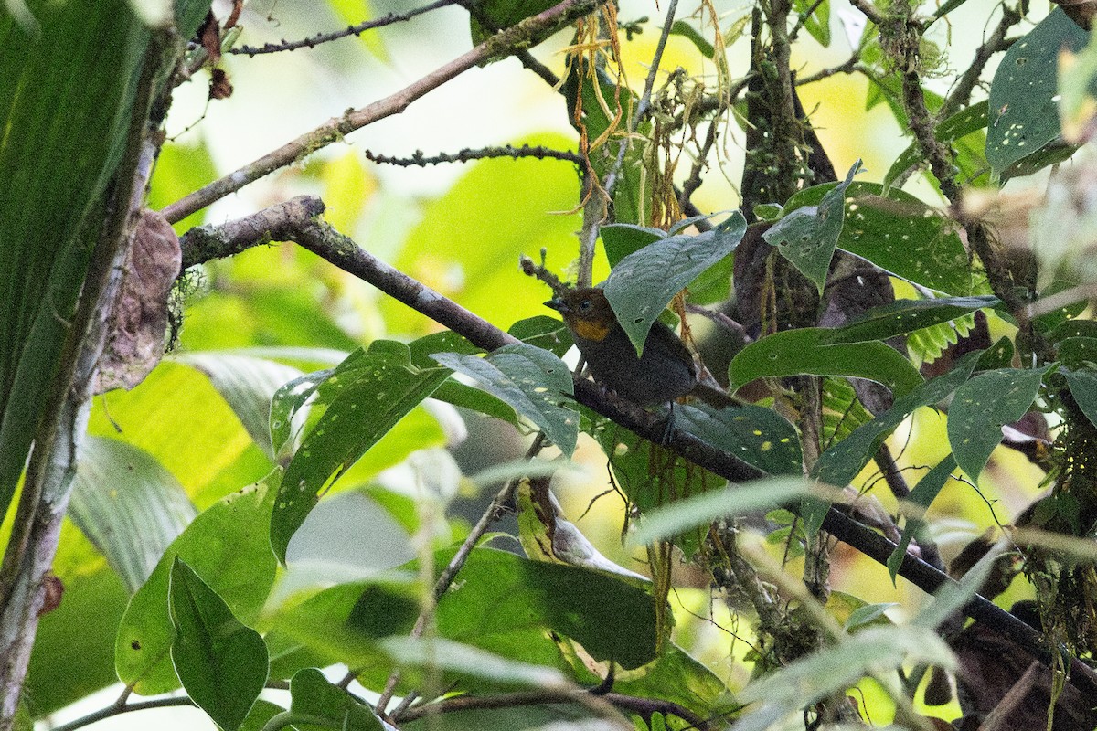Short-billed Chlorospingus - ML657711483