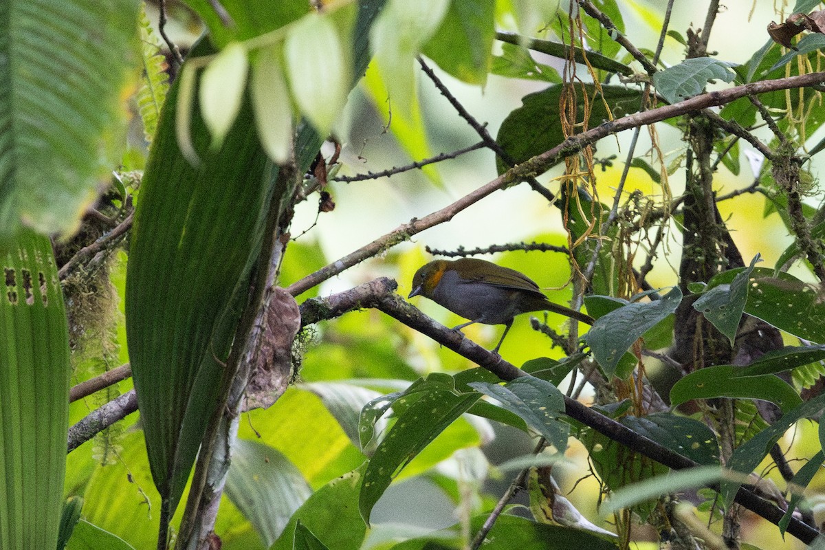 Short-billed Chlorospingus - ML657711492