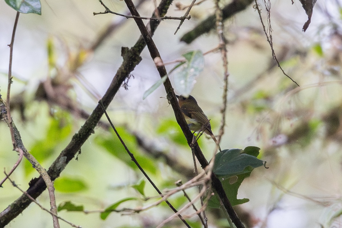 Rufous-breasted Flycatcher - ML657711505