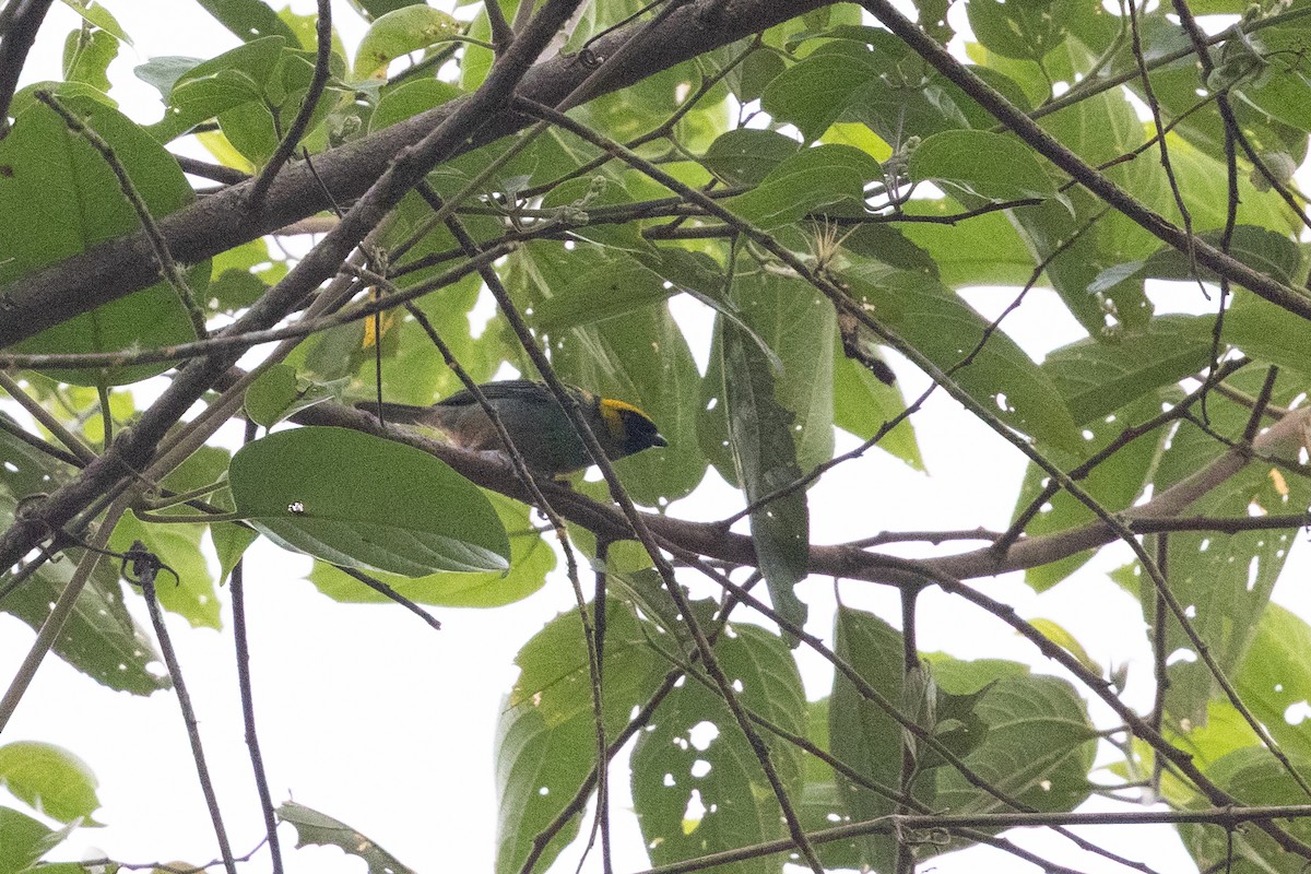 Saffron-crowned Tanager - ML657711528