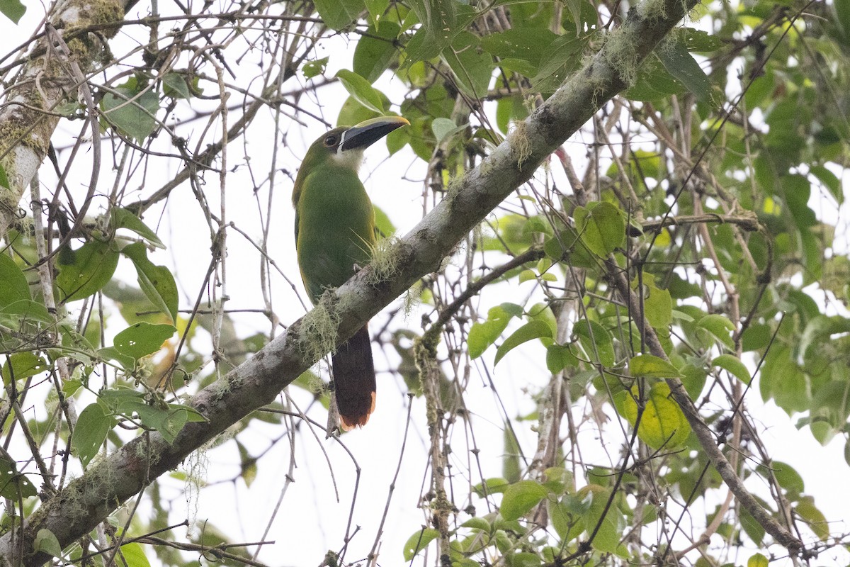 Southern Emerald-Toucanet (Andean) - ML657711535