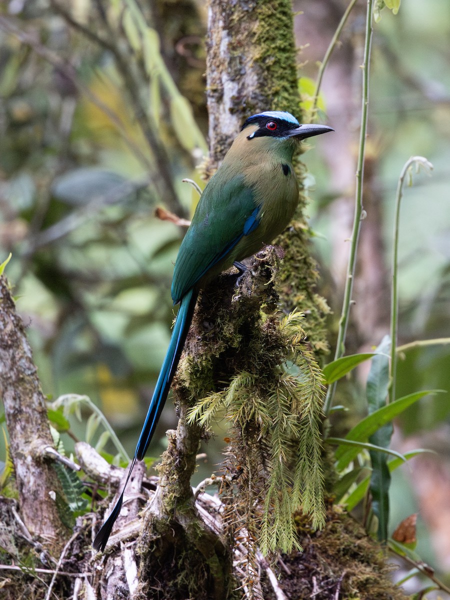 Andean Motmot - ML657711574